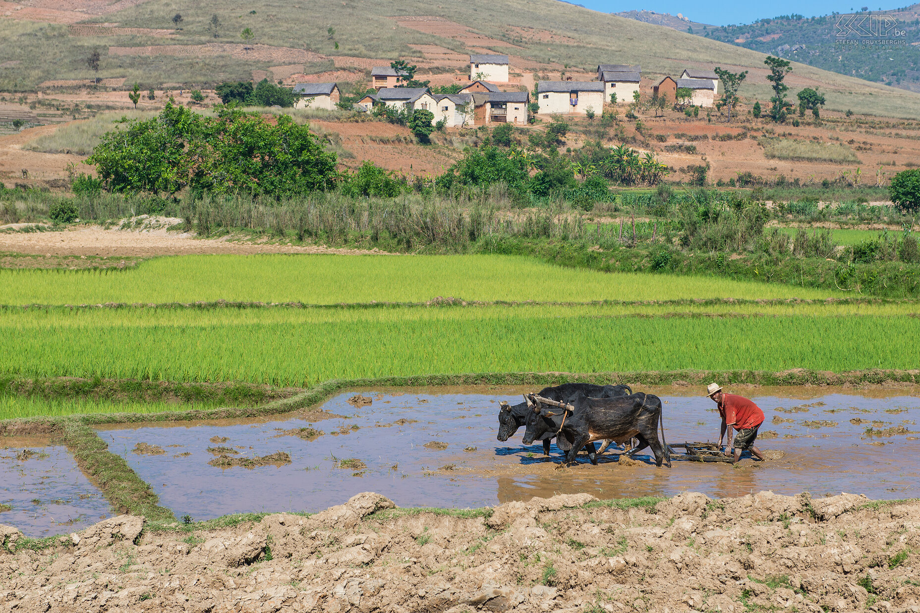 Antsirabe - Plowing with zebus The zebu is the domestic cattle that is found everywhere in Madagascar. They are very well adapted to high temperatures and the zebu oxen are very strong and used for plowing and pulling carts. Stefan Cruysberghs